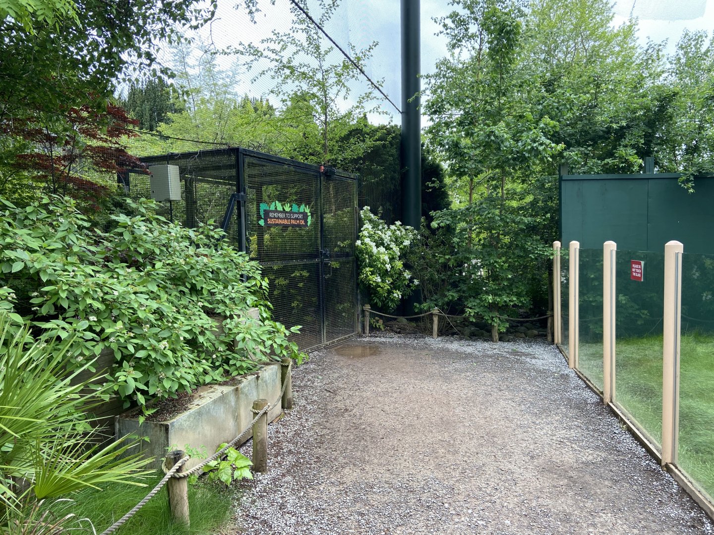 Bristol Zoo Tree Kangaroos of Papua New Guinea