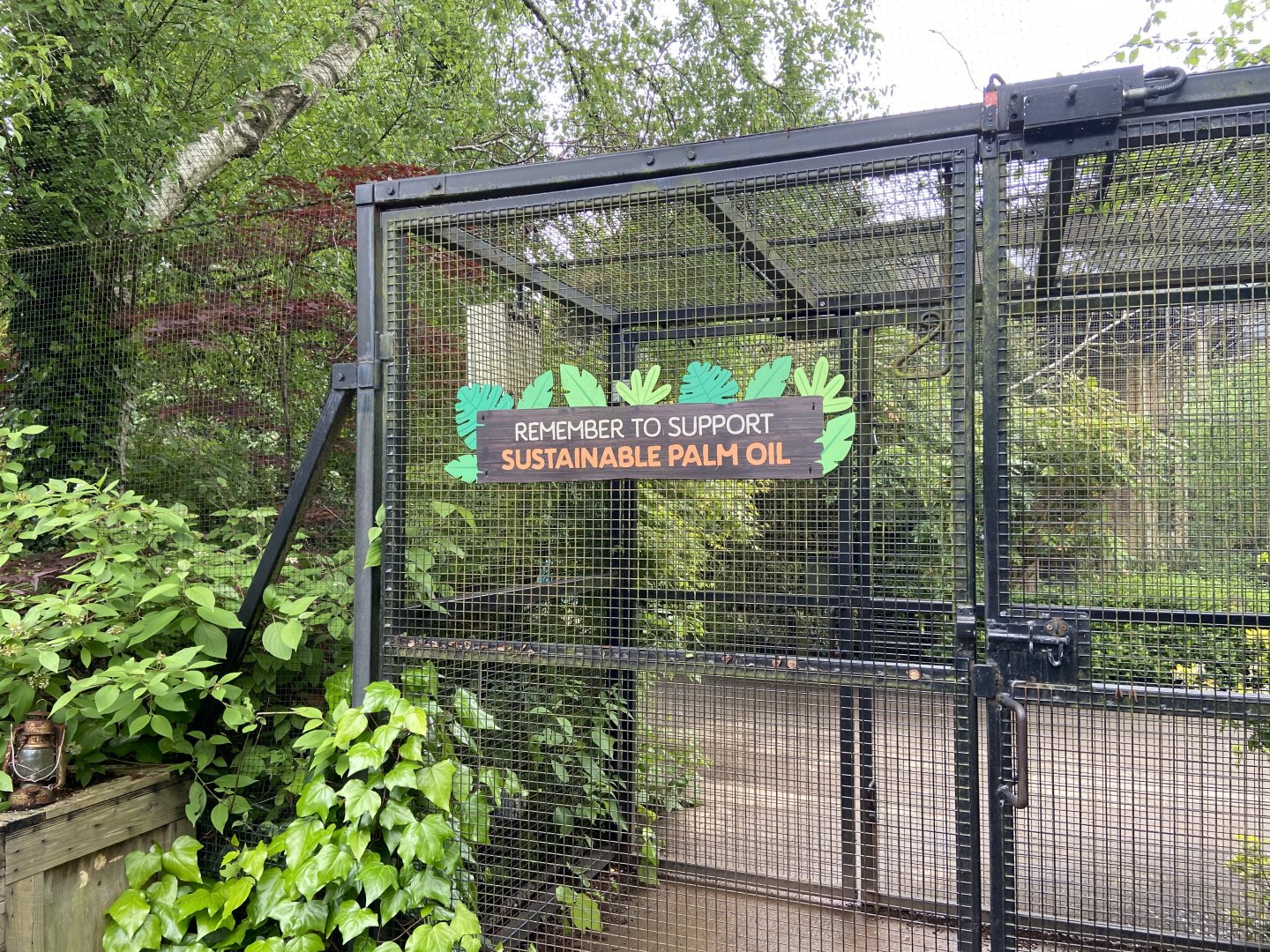 Bristol Zoo Tree Kangaroos of Papua New Guinea