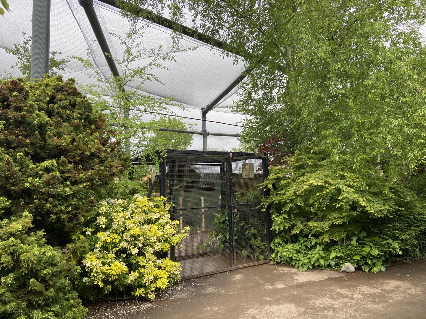 Bristol Zoo Tree Kangaroos of Papua New Guinea