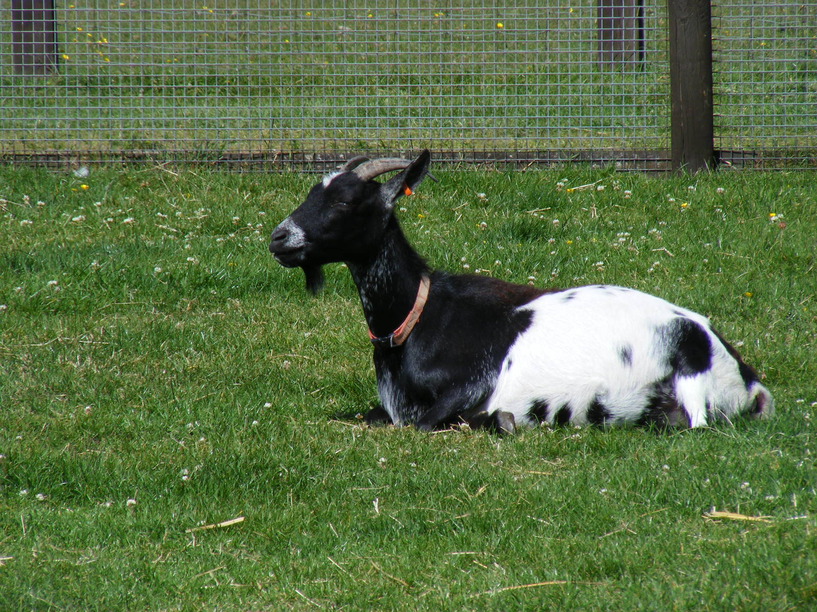 British alpine/Saanen cross at Birdworld, 20 June 2010