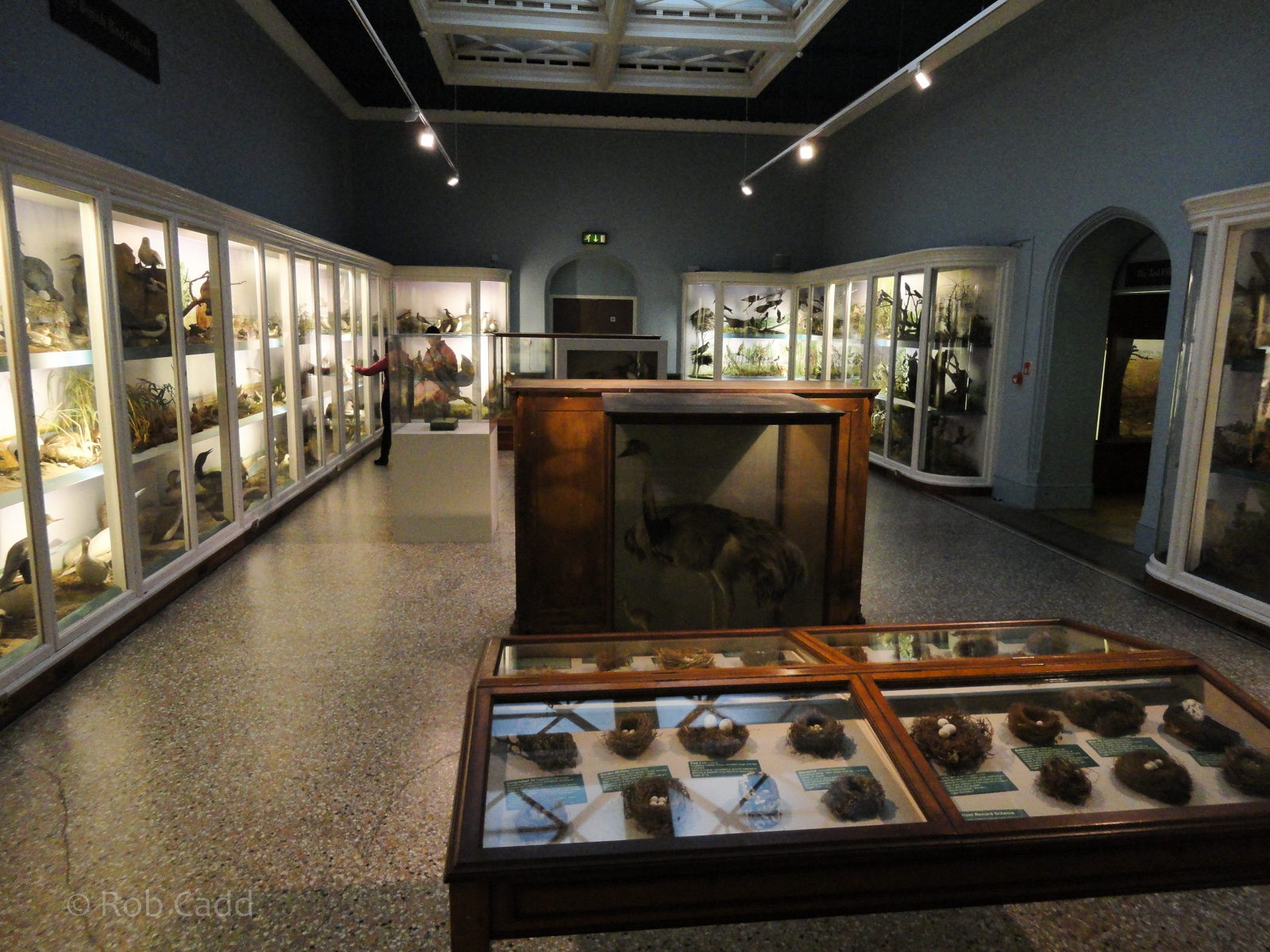 British Birds Gallery : Norwich Castle Museum : 26 Mar 2016