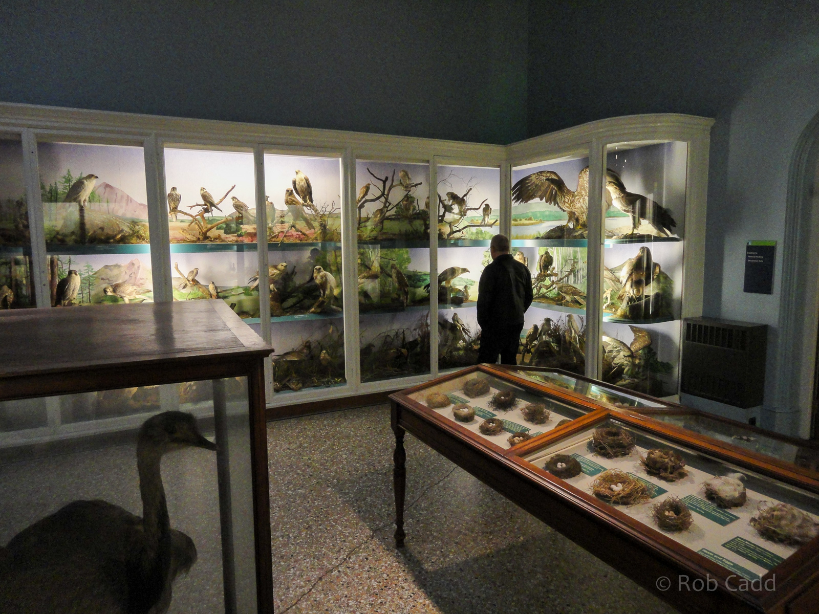 British Birds Gallery : Norwich Castle Museum : 26 Mar 2016