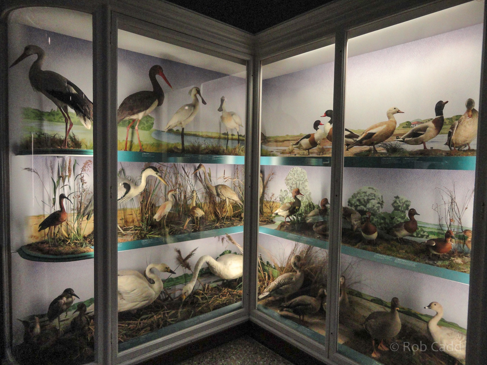 British Birds Gallery : Norwich Castle Museum : 26 Mar 2016