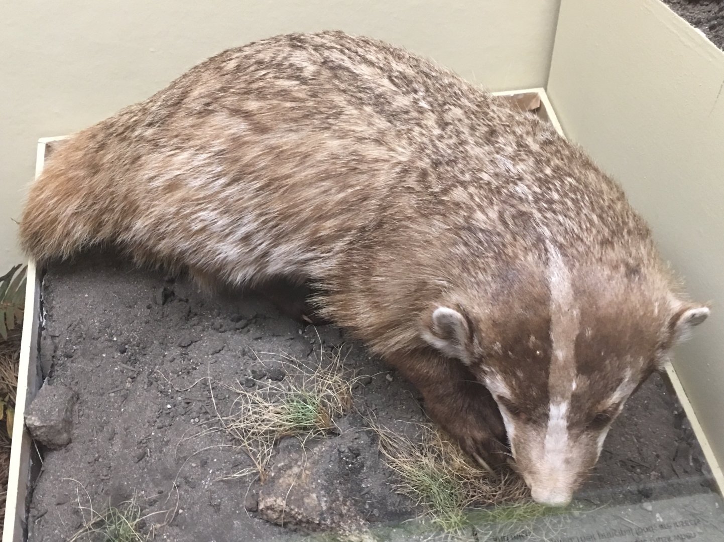 British columbia badger (Taxidea taxus jeffersoni)