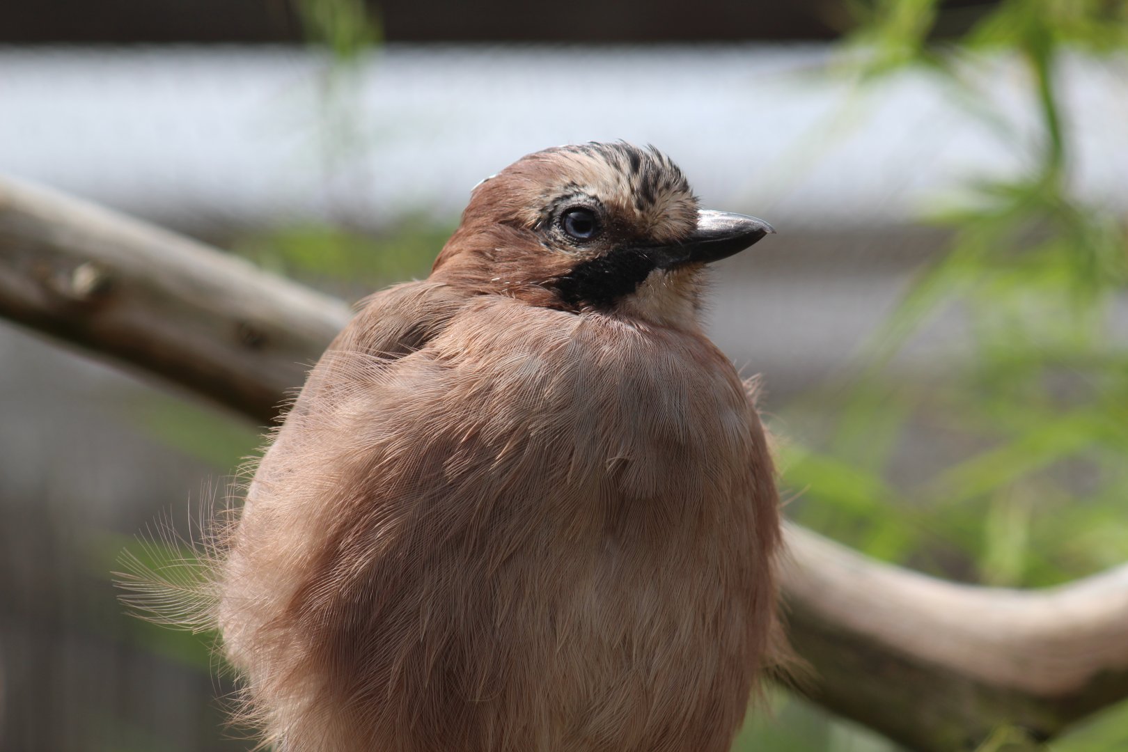 British Jay