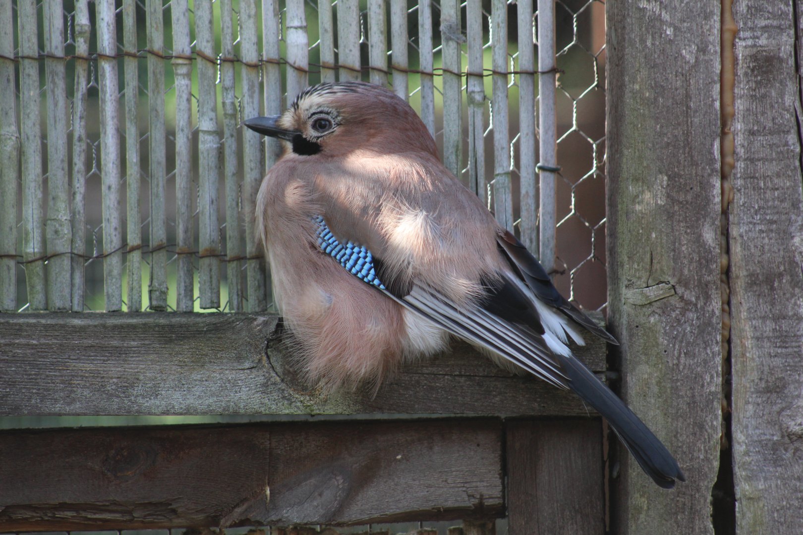 British Jay