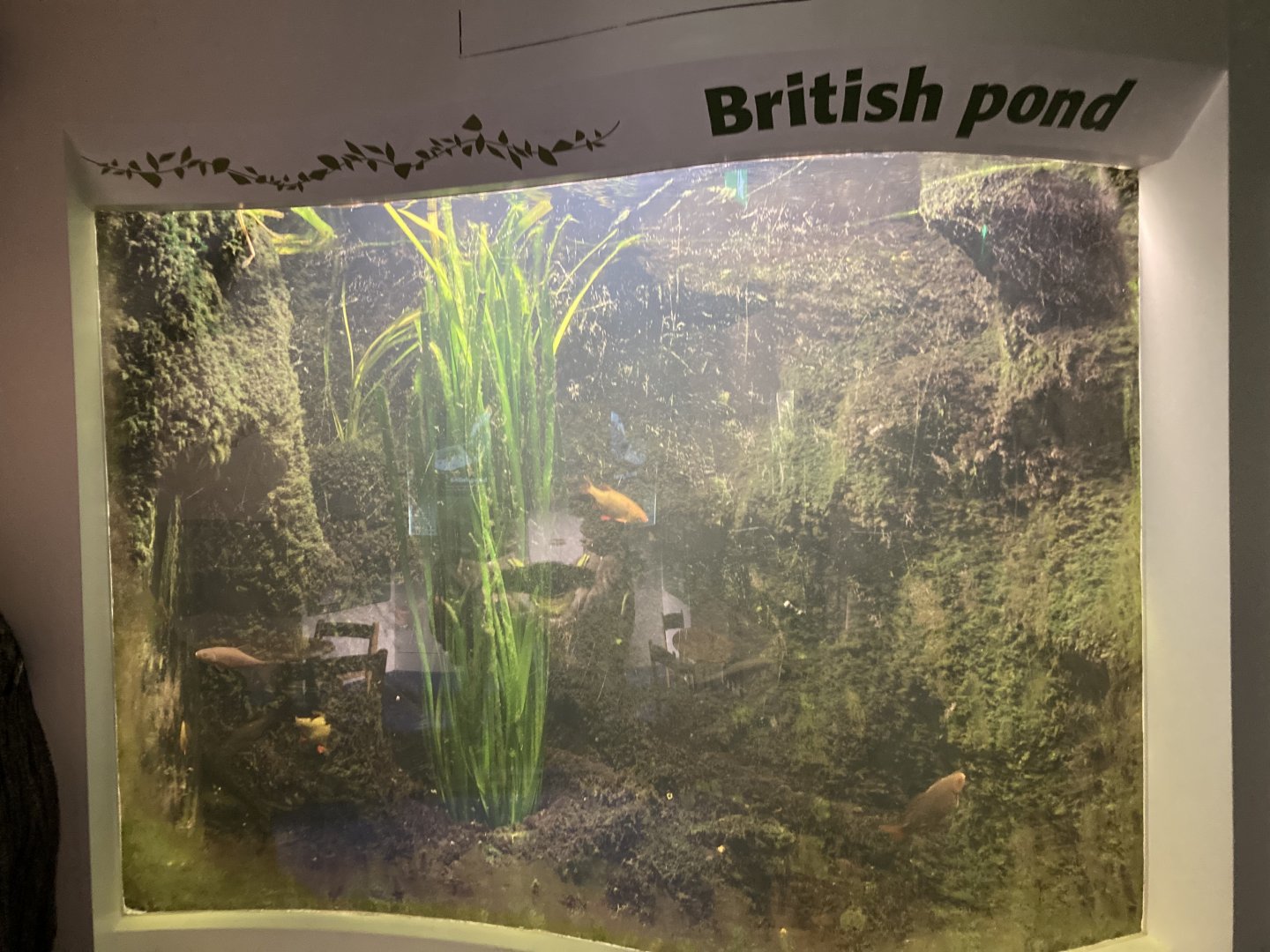 British pond exhibit