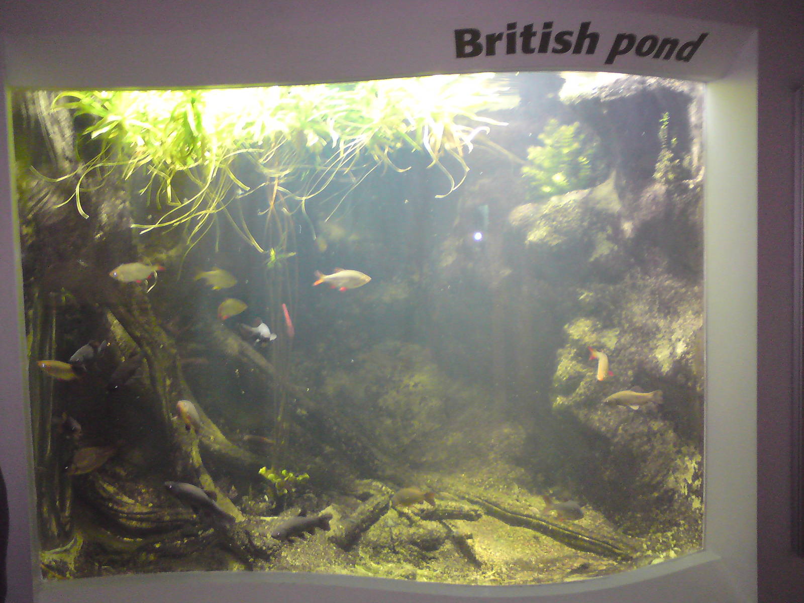 British pond life, fish tank