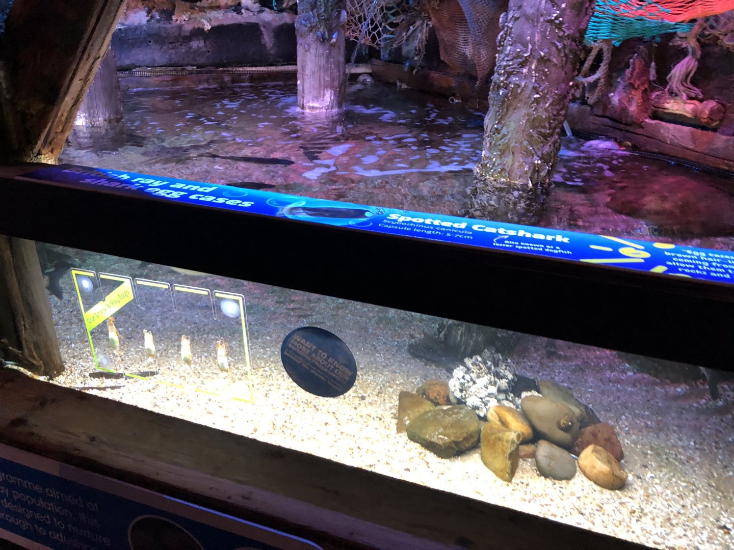 British Ray and Shark Nursery at SEA LIFE Blackpool (2019)