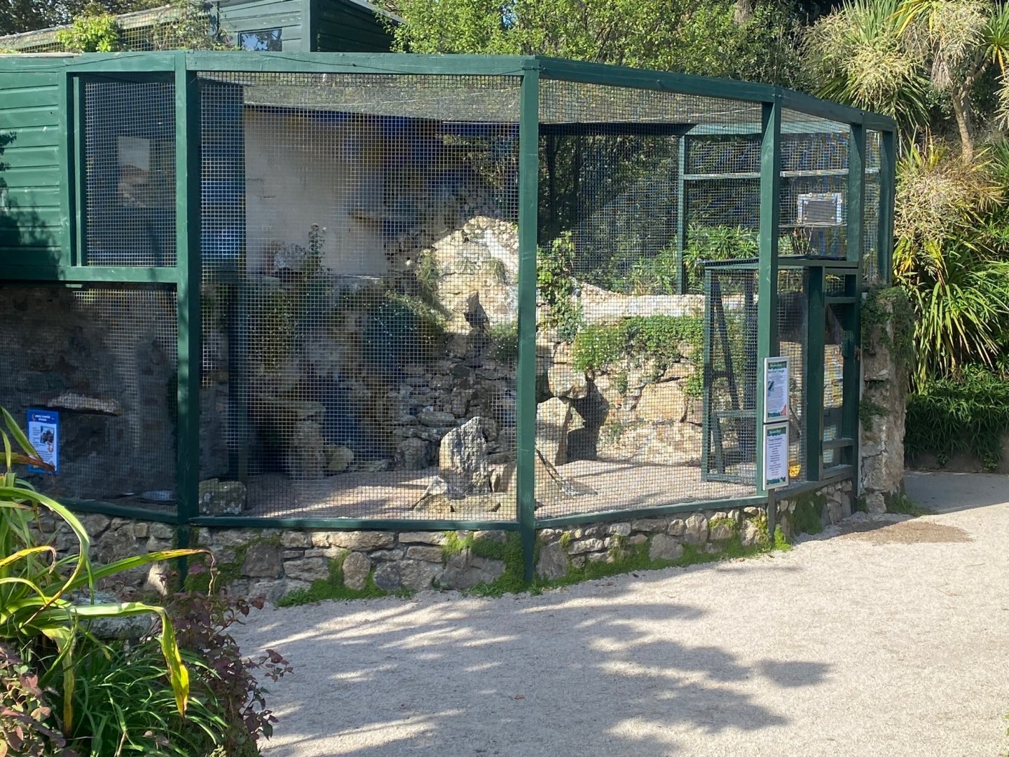 British red-billed chough aviary 081023