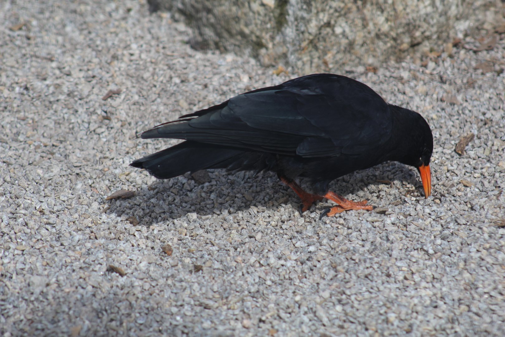 British Red-Billed Chough