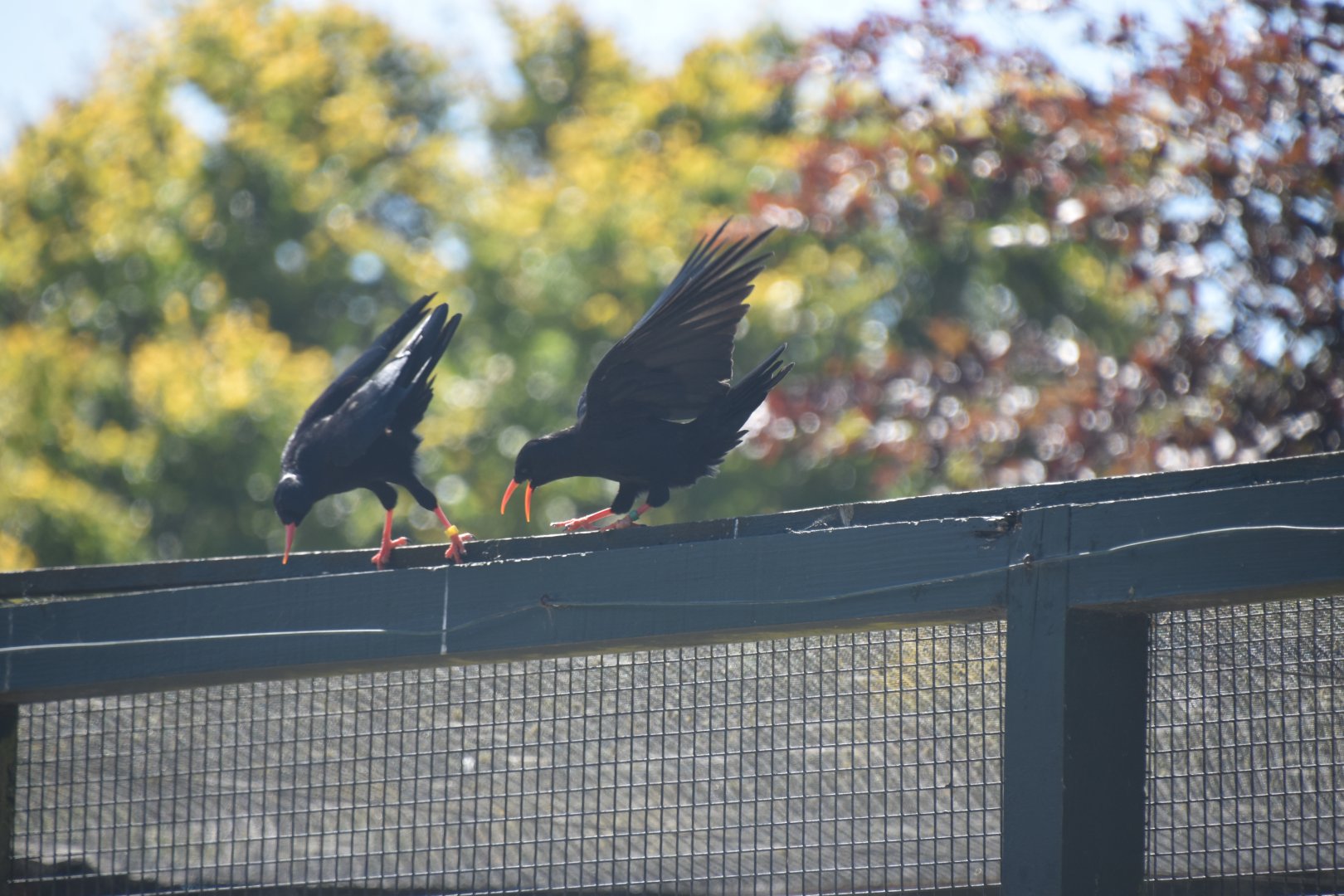 British red-billed chough