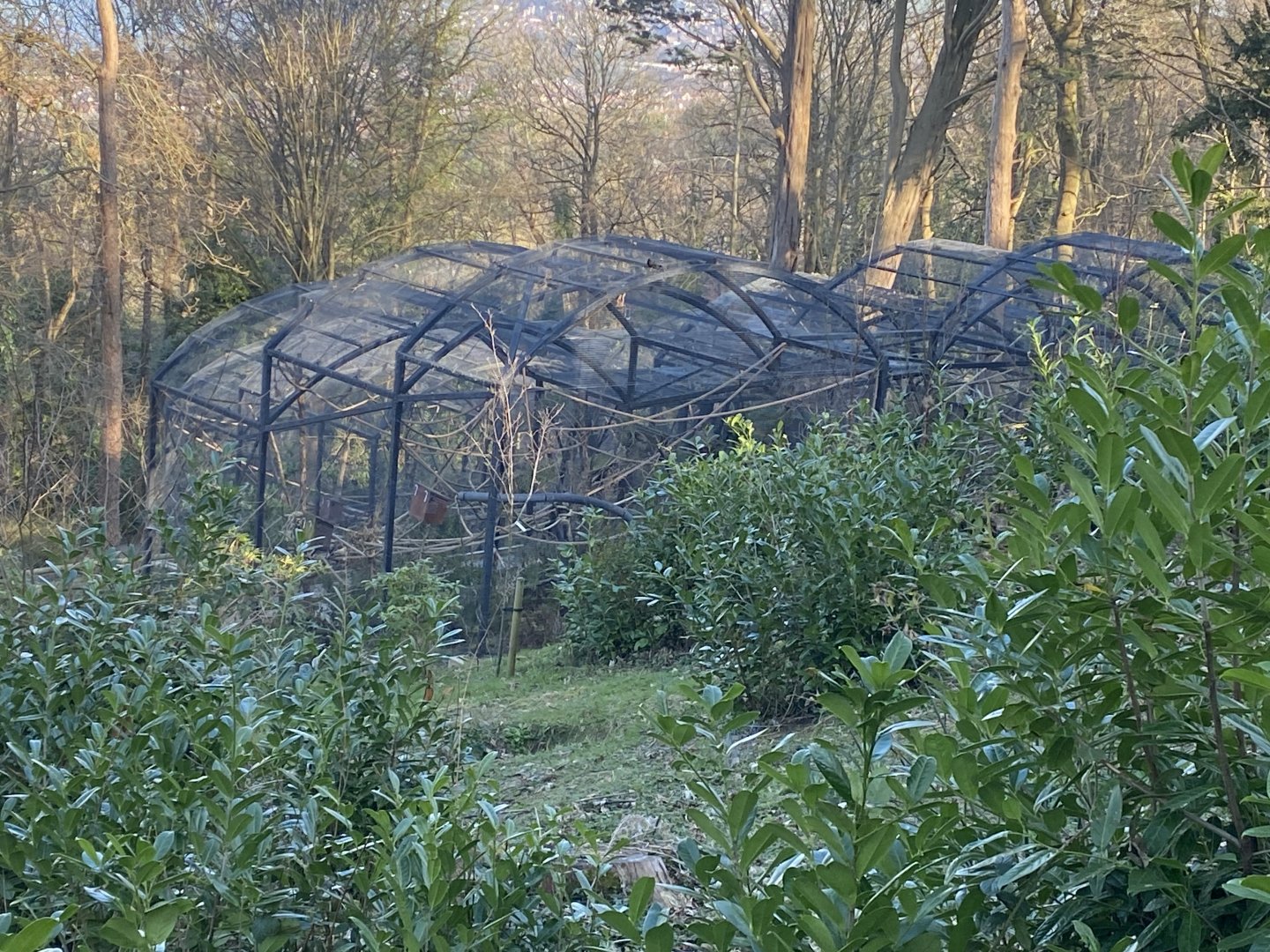 British red squirrel enclosures 190325