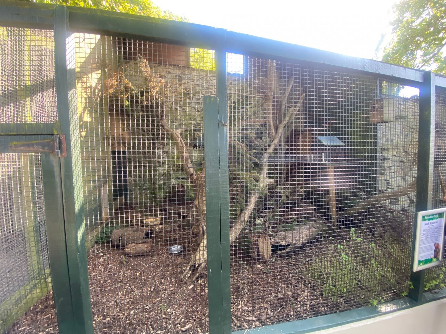 British red squirrel exhibit 081023