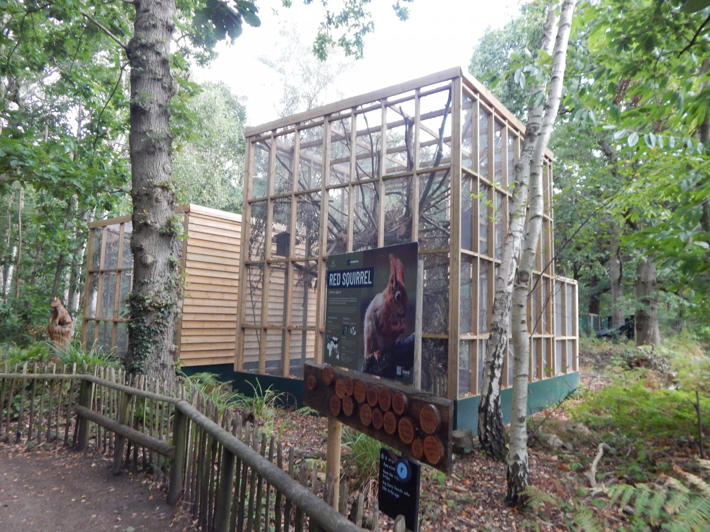 British red squirrel habitat 030924