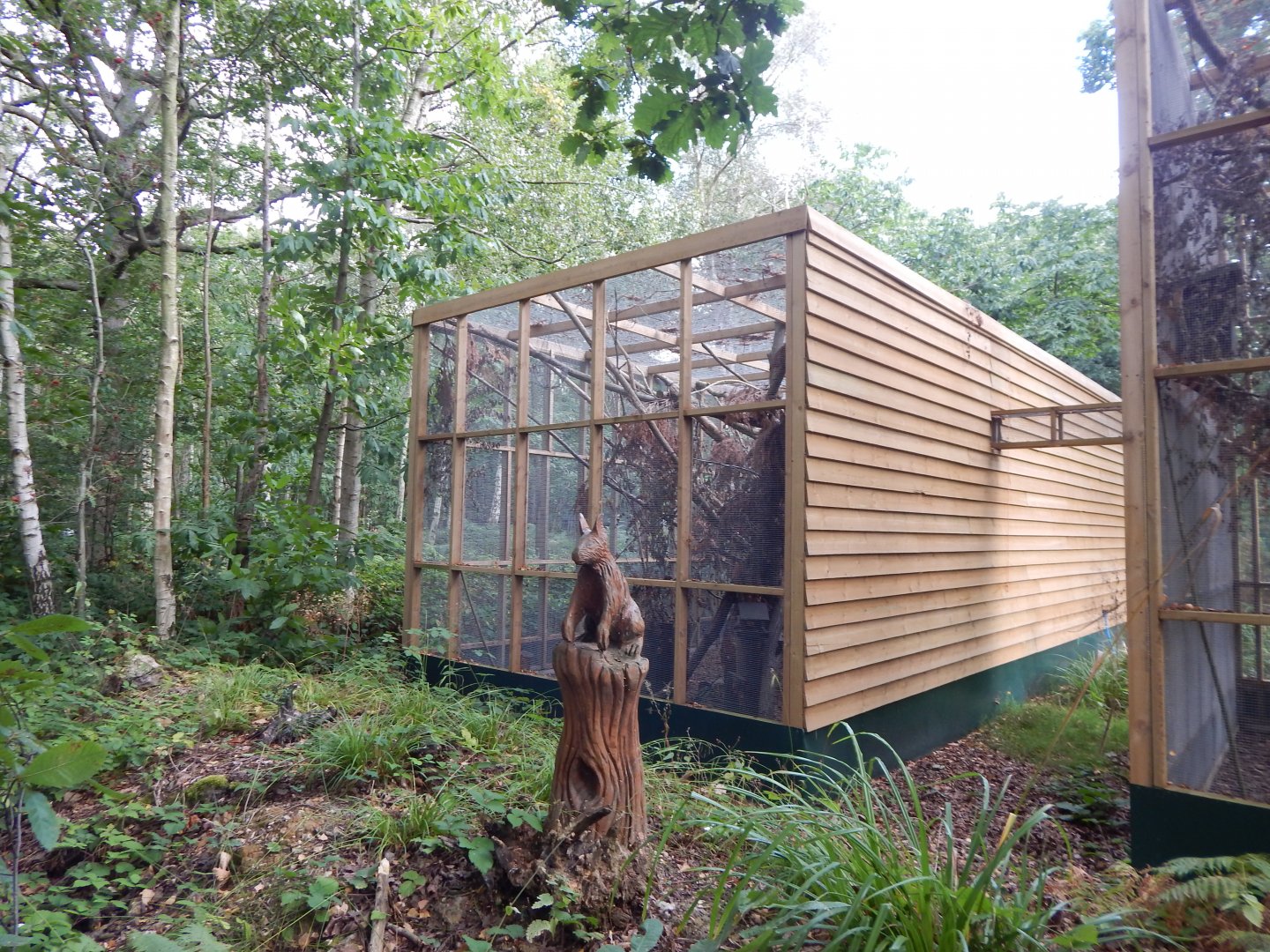 British red squirrel habitat 030924