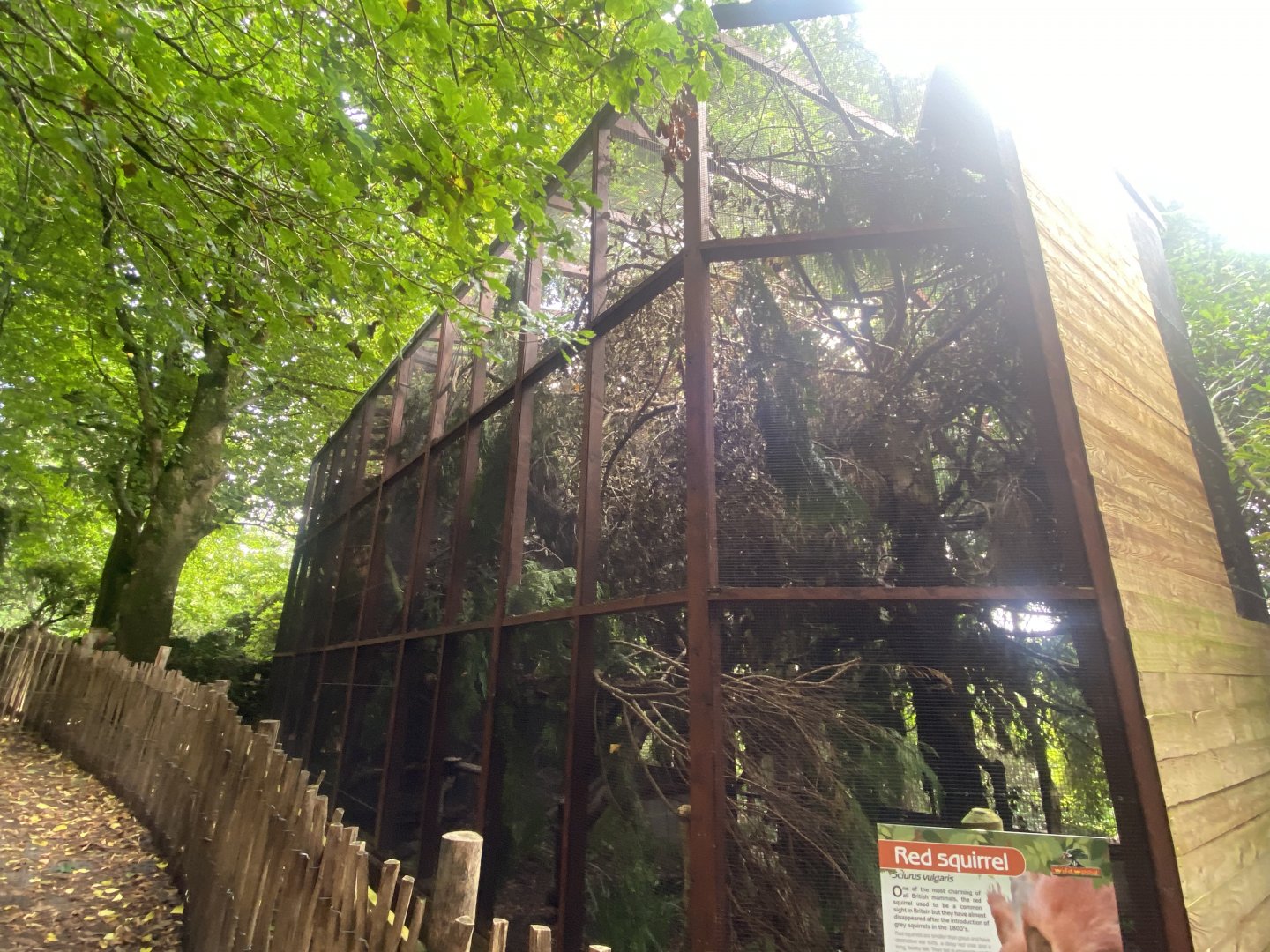 British red squirrel habitat 100924