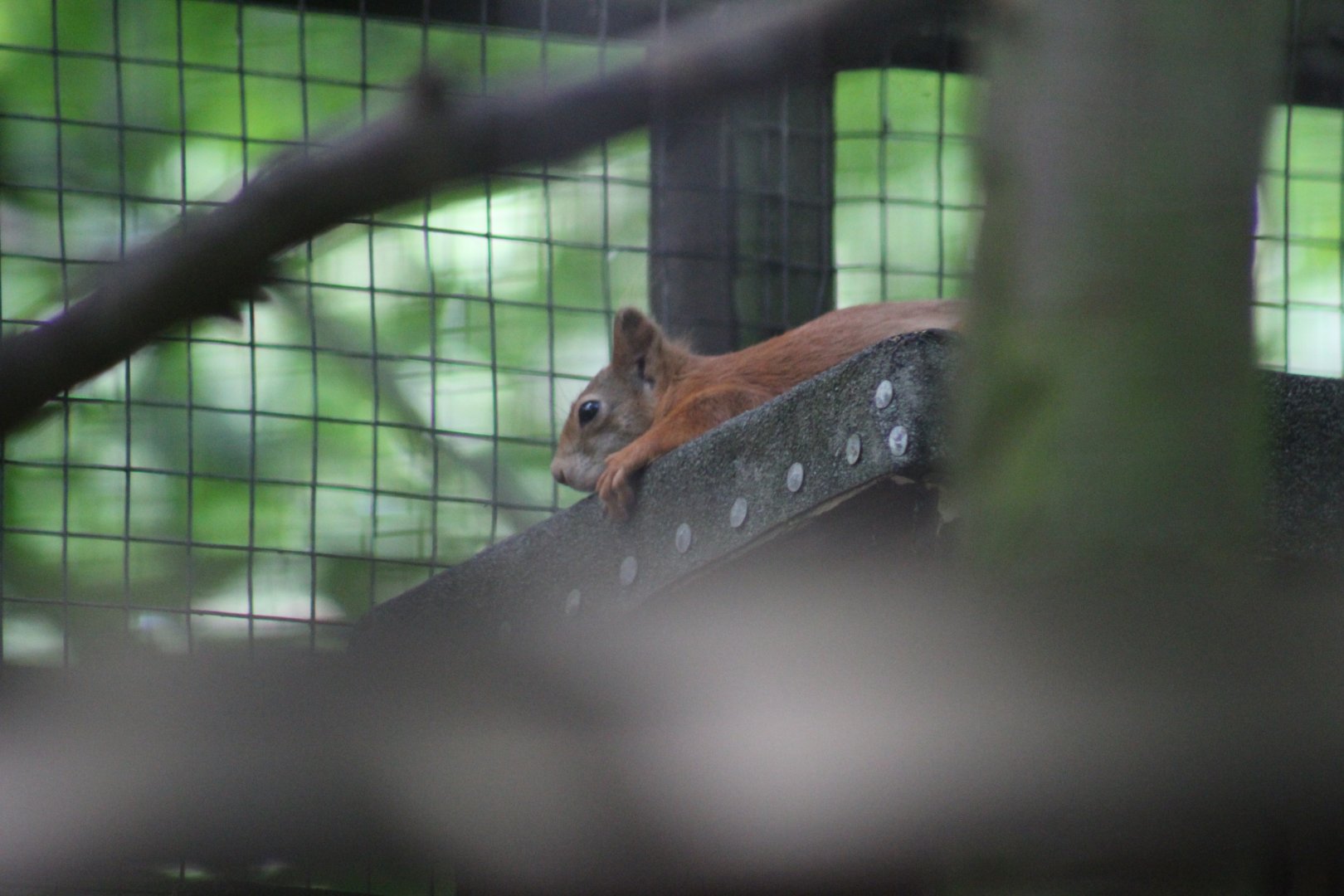 British Red Squirrel