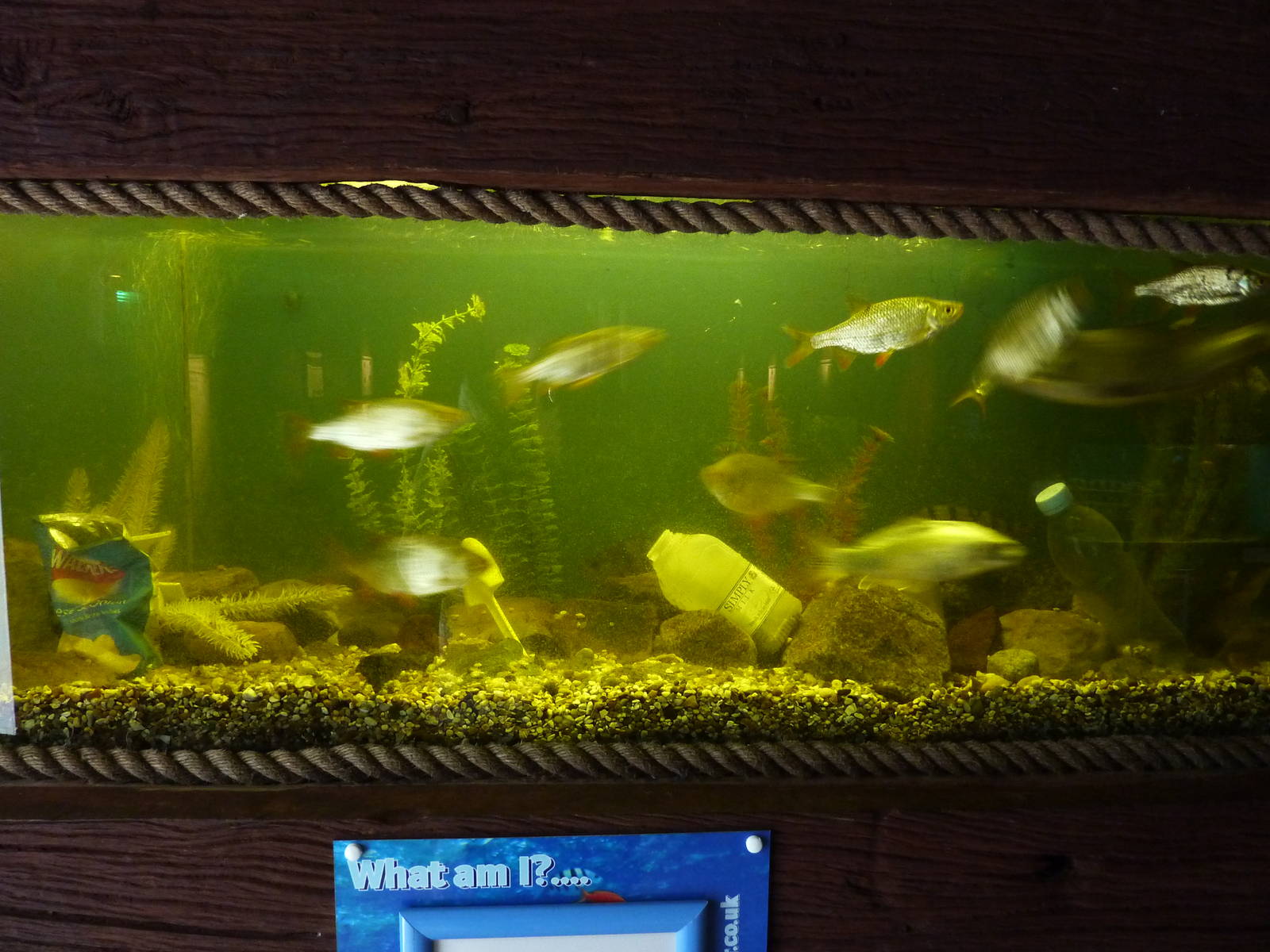 British rivers tank - 24th August 2012