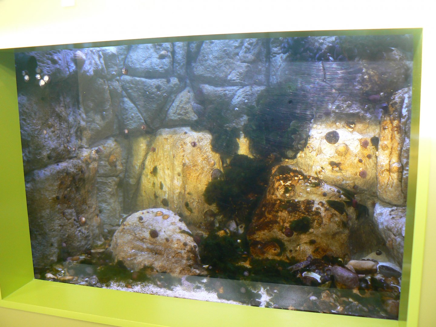 British Rockpool Aquarium - 25 October 2016, Askham Bryan Wildlife and Conservation Park