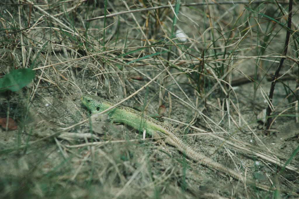 British Sand Lizard Chester Zoo
