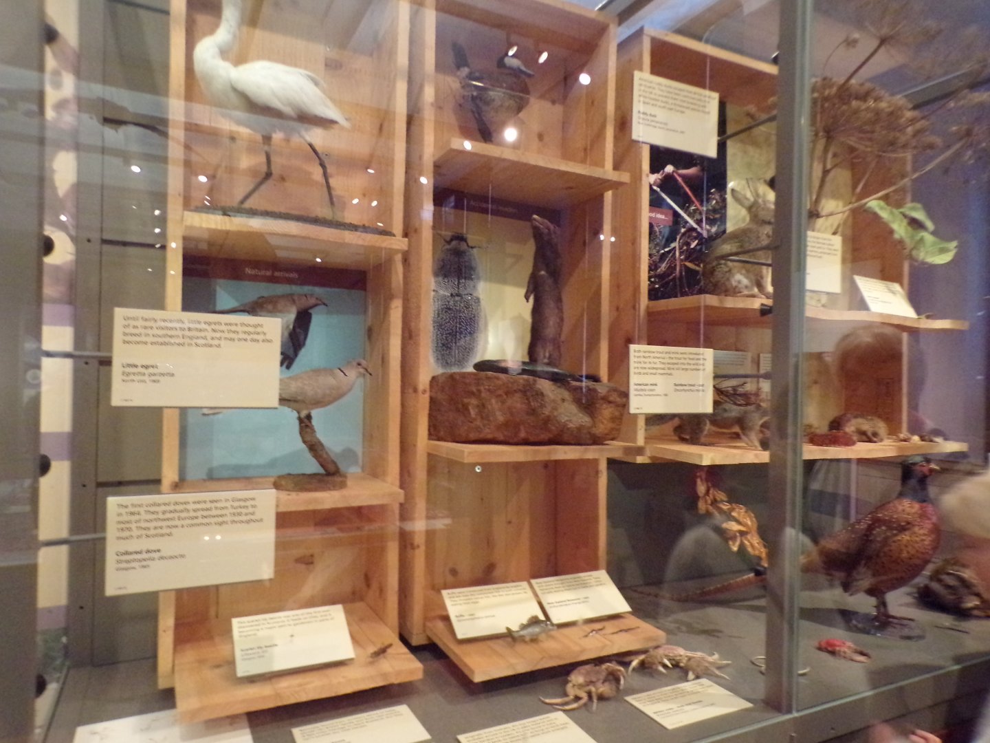 British species display (taken at Kelvingrove museum) 12.2.24