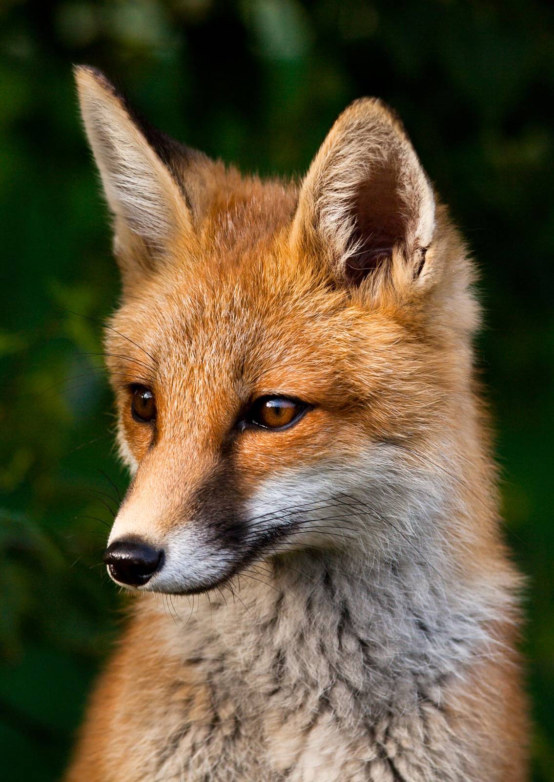 british wildlife centre