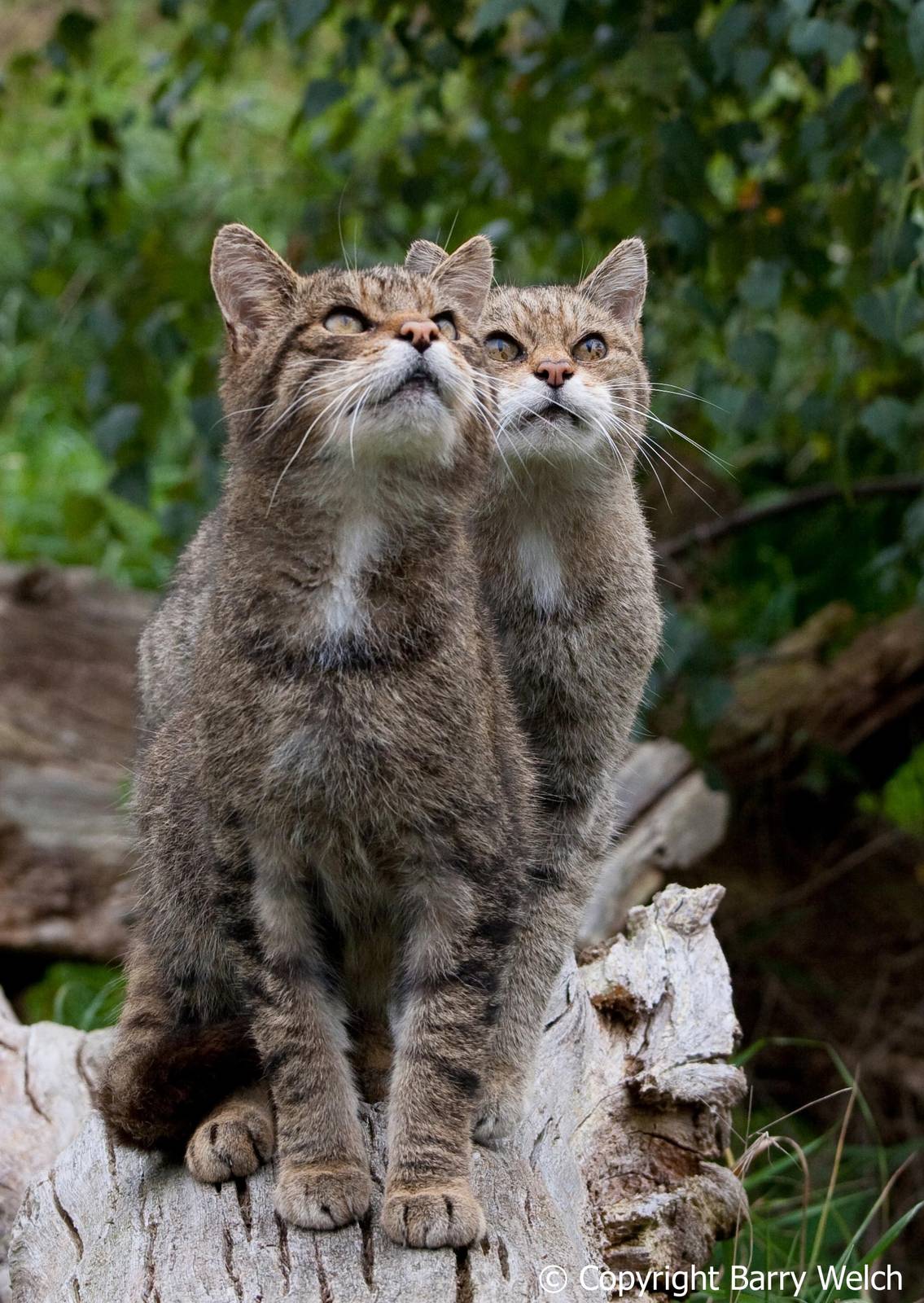 british wildlife centre