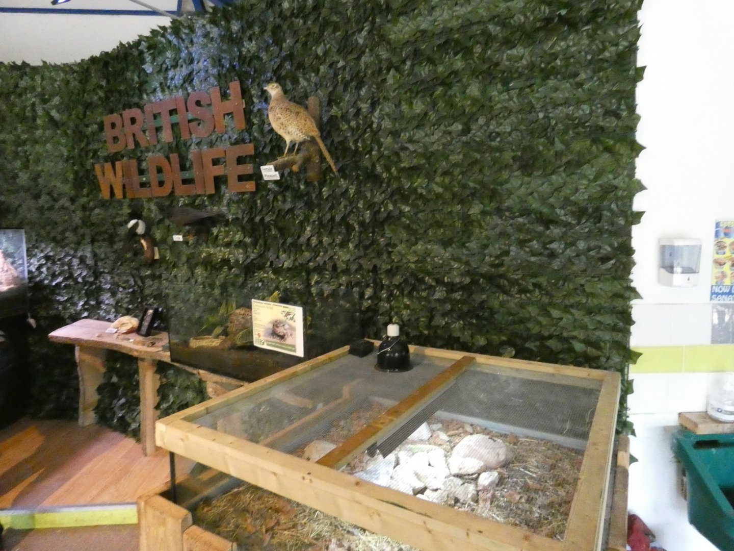 British wildlife display