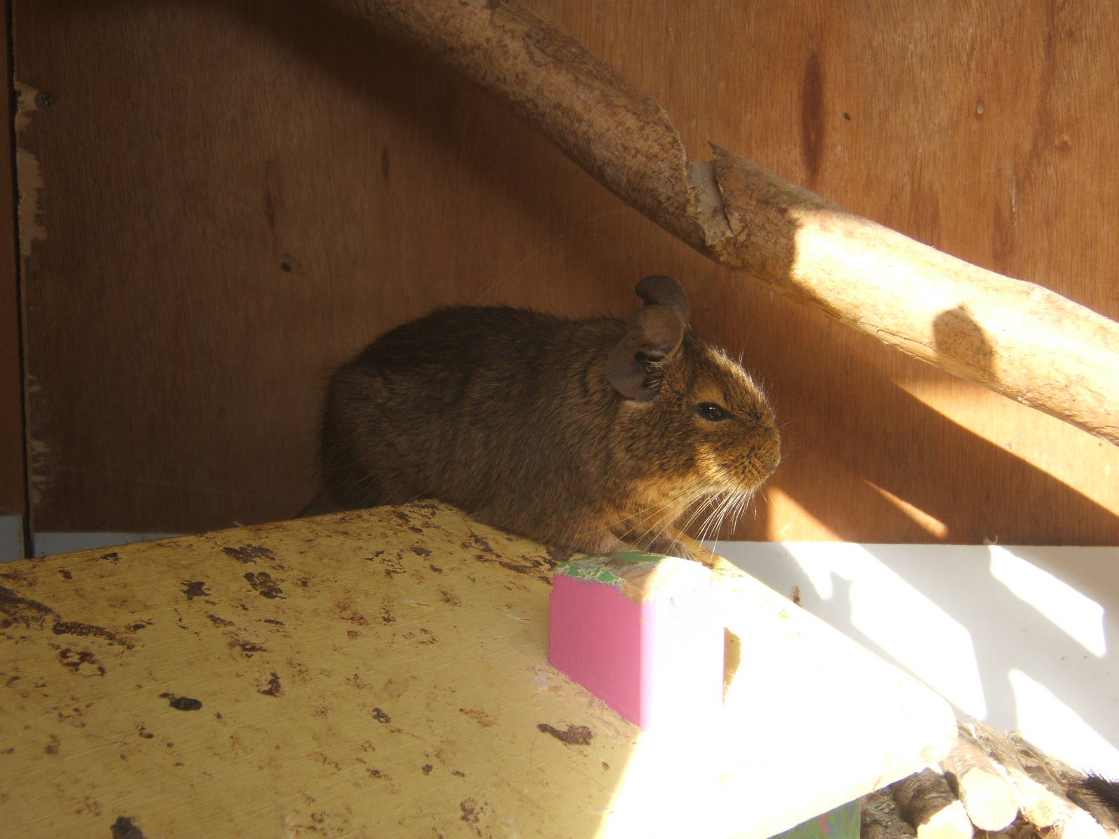 British Wildlife Rescue Centre at Amerton Farm