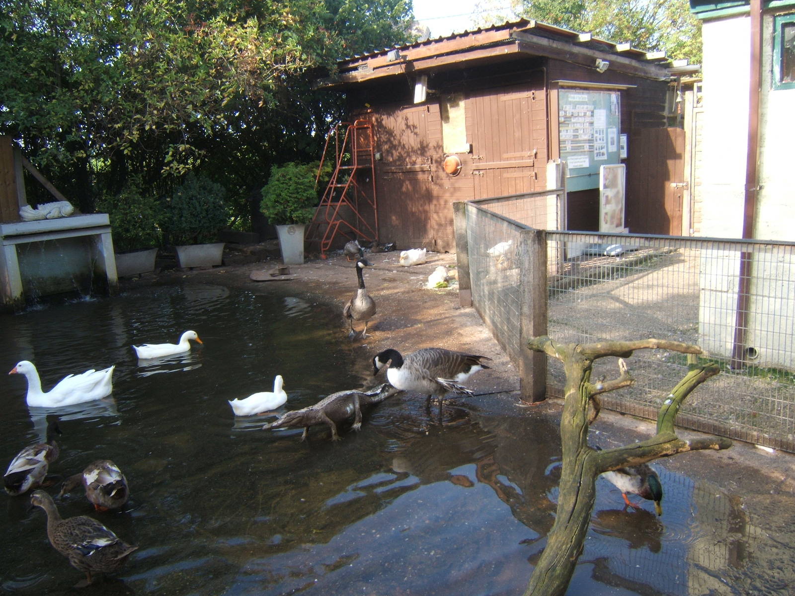 British Wildlife Rescue Centre at Amerton Farm