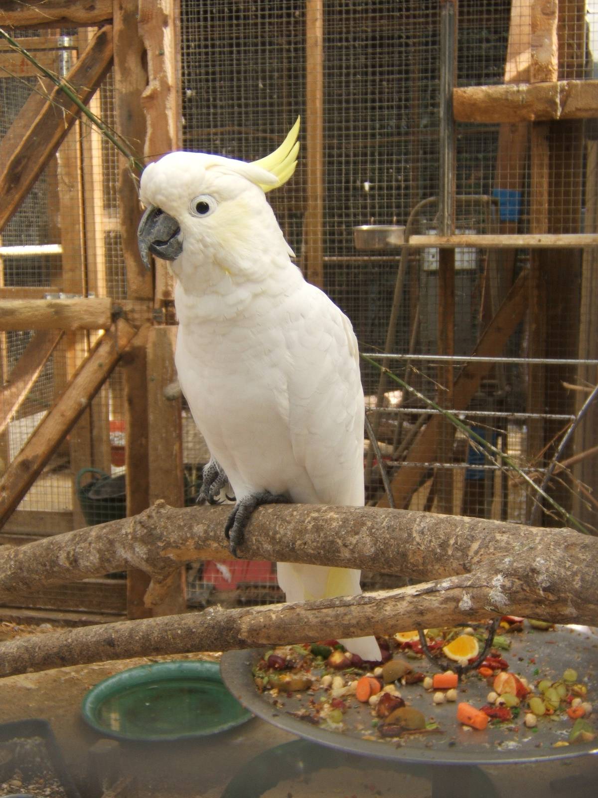 British Wildlife Rescue Centre at Amerton Farm