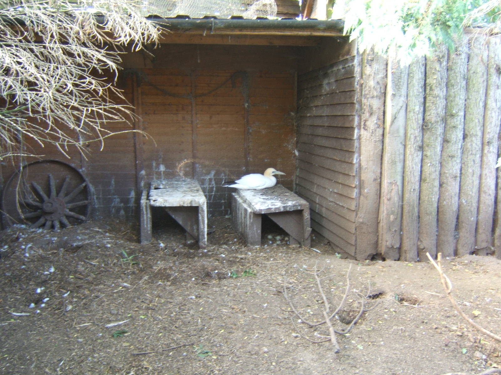 British Wildlife Rescue Centre at Amerton Farm
