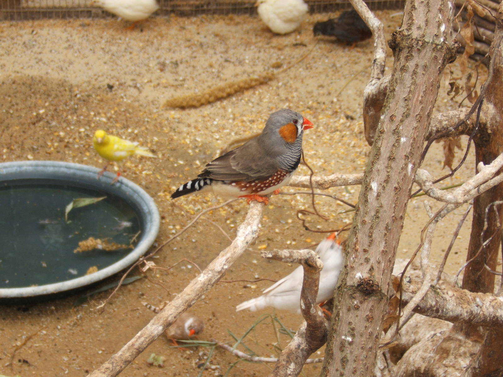 British Wildlife Rescue Centre at Amerton Farm