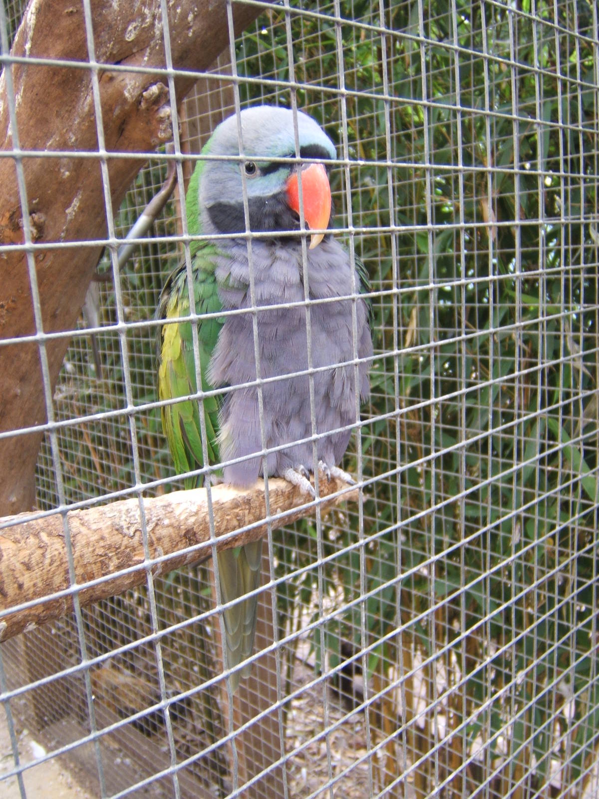 British Wildlife Rescue Centre at Amerton Farm