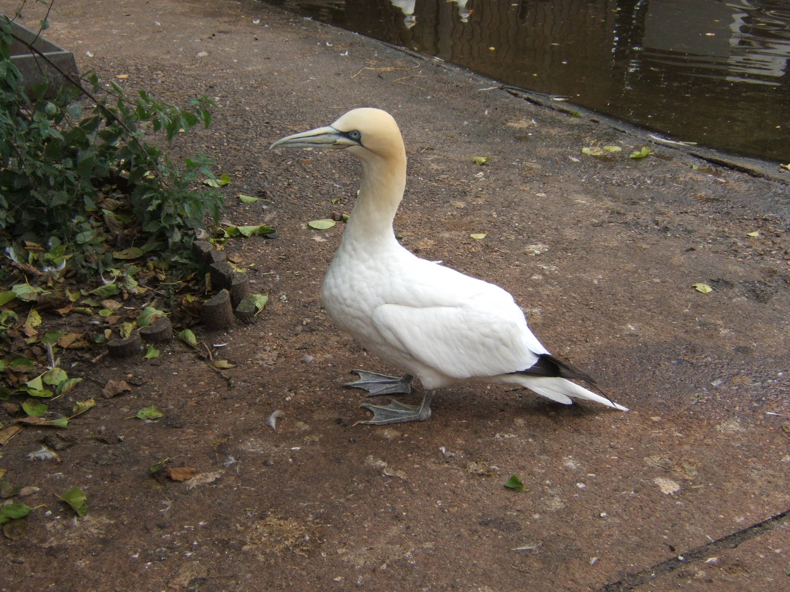 British Wildlife Rescue Centre at Amerton Farm