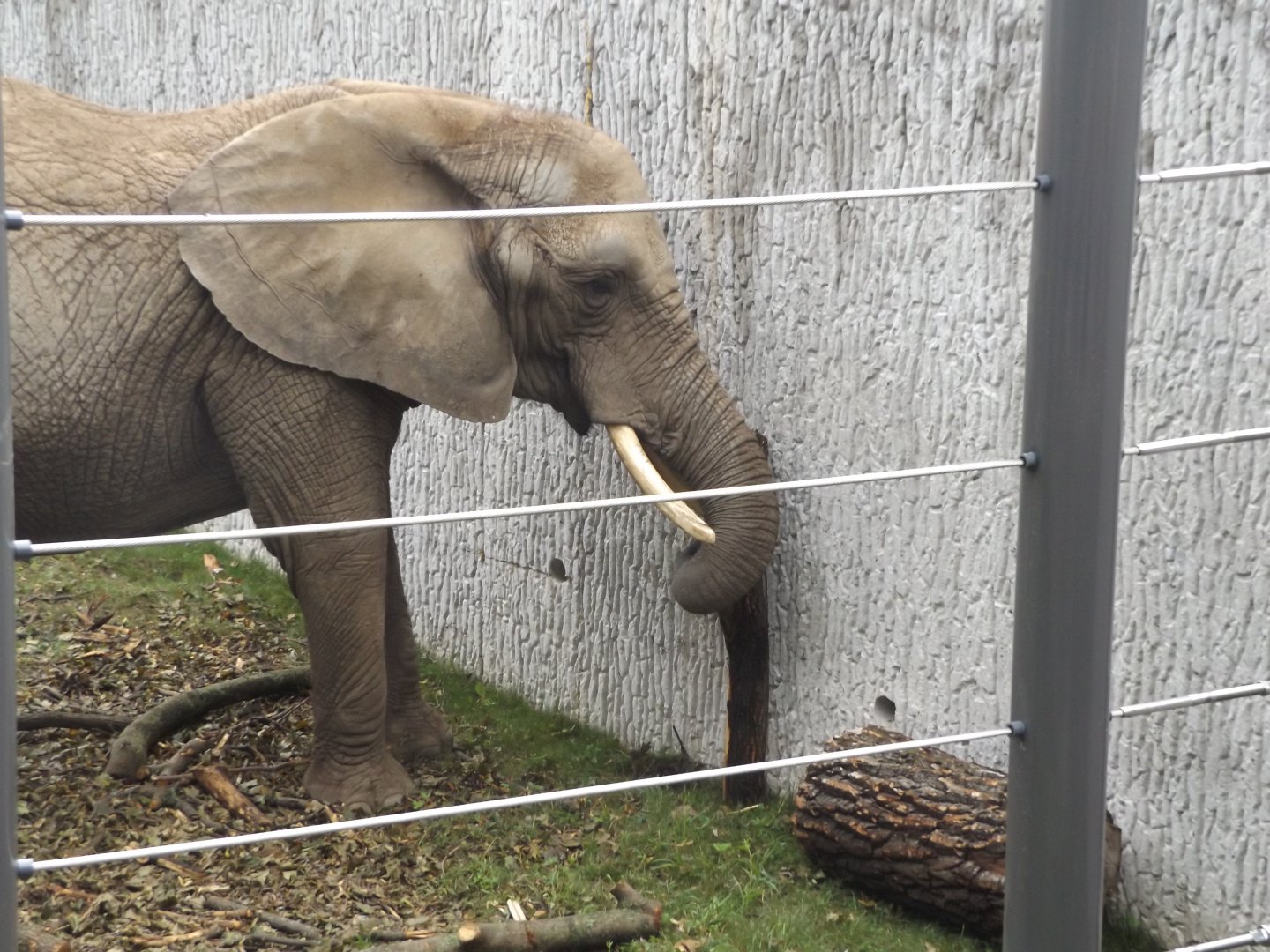 Brittany peeling Bark