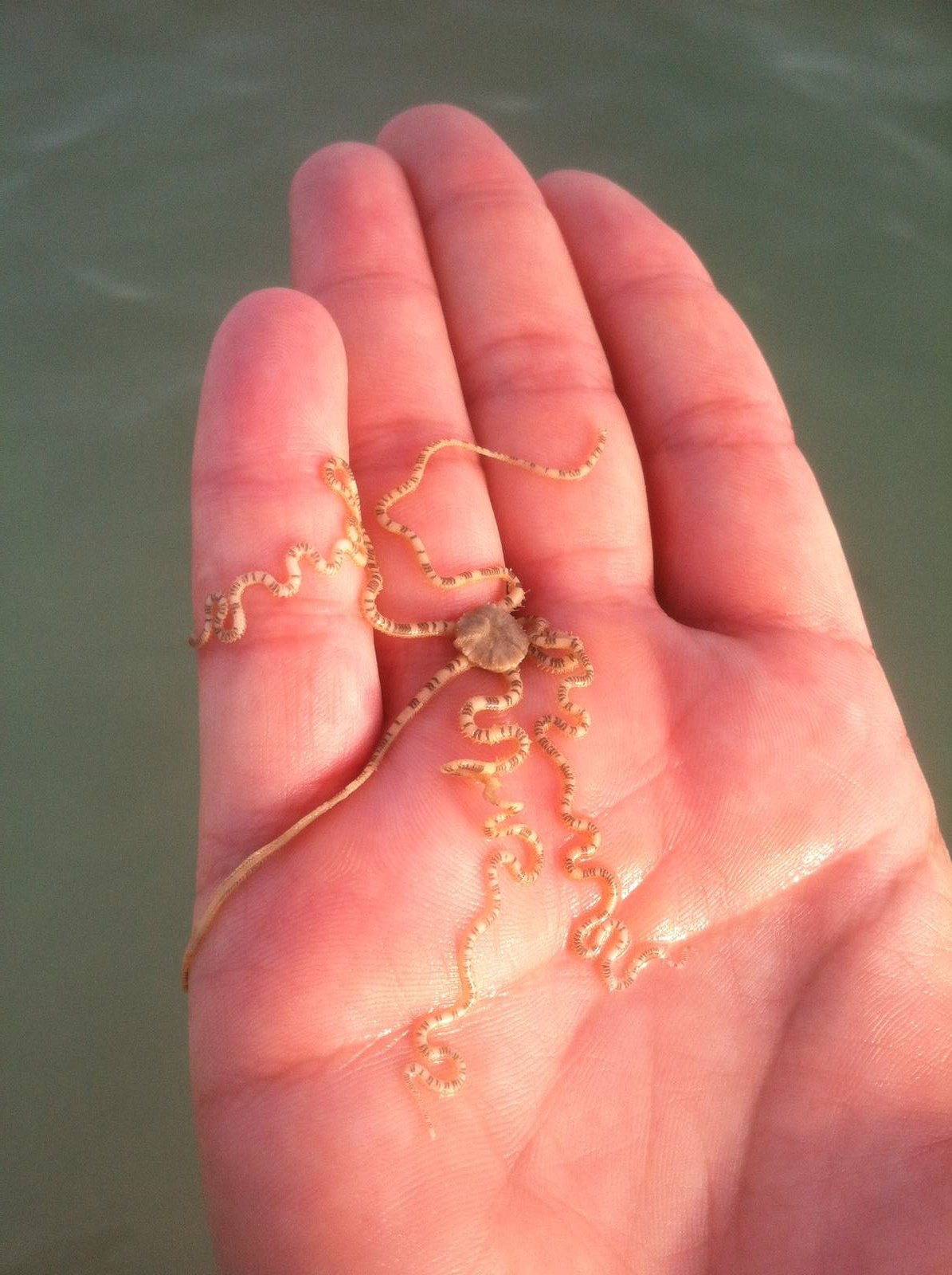 Brittle sea star on Sanibel Island
