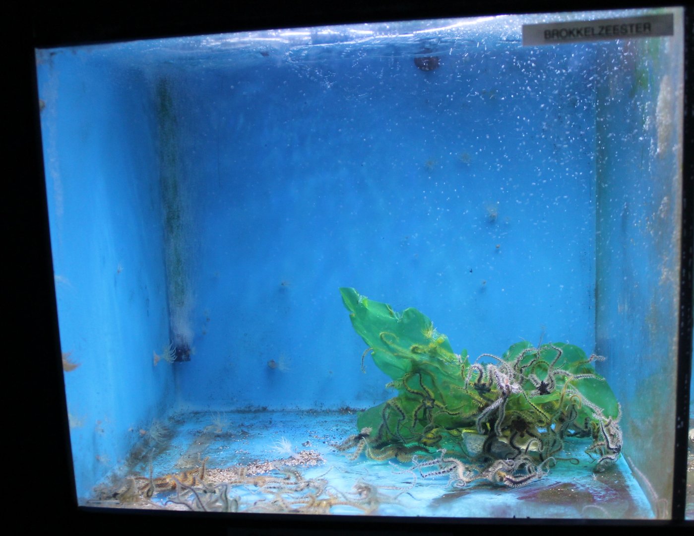 Brittle star-aquarium