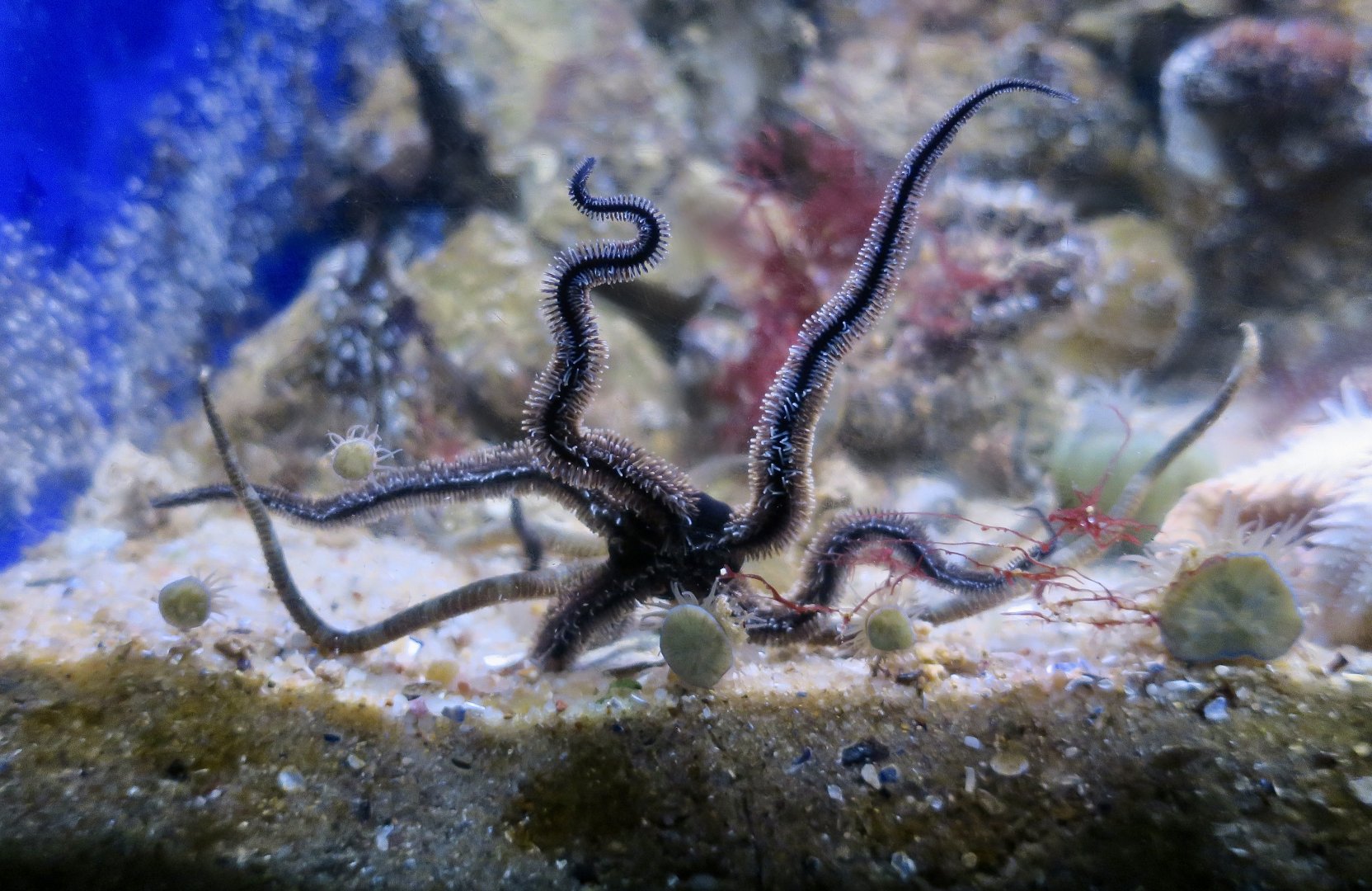 Brittle Star (Ophioderma longicaudum)