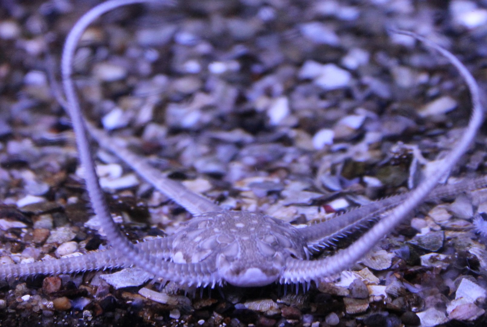 Brittle star