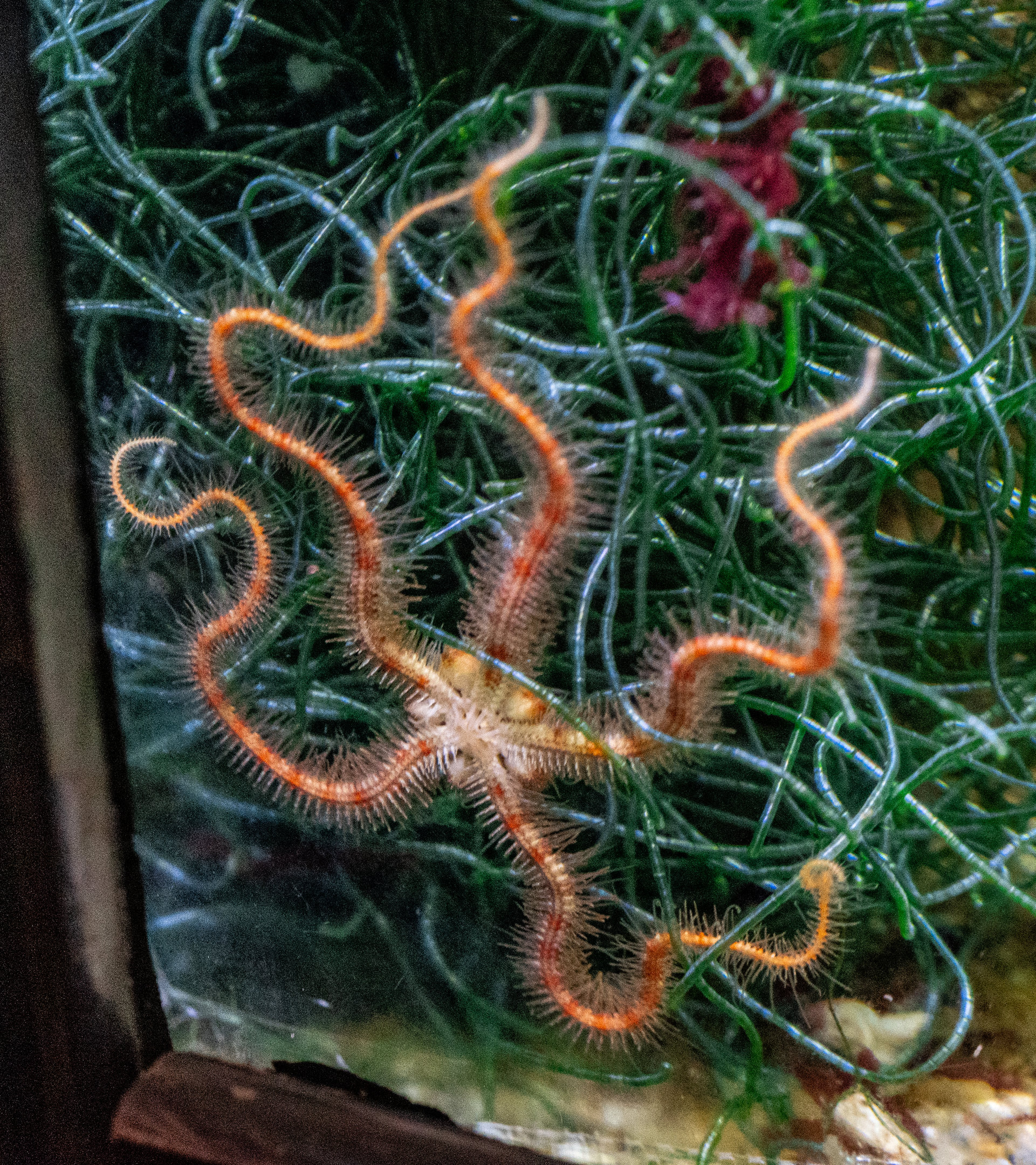 Brittle Star
