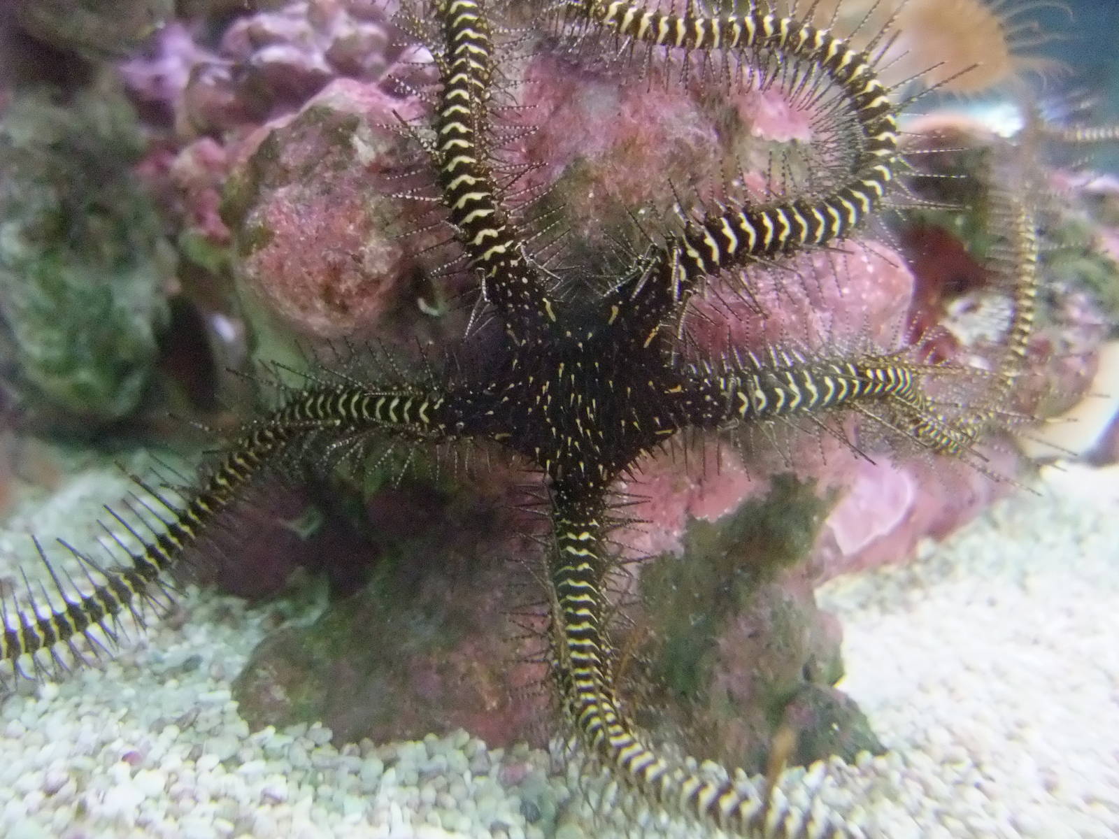 Brittlestar at London, 16/11/11