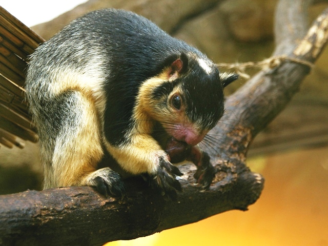 Brno zoo - Grizzled giant squirrel
