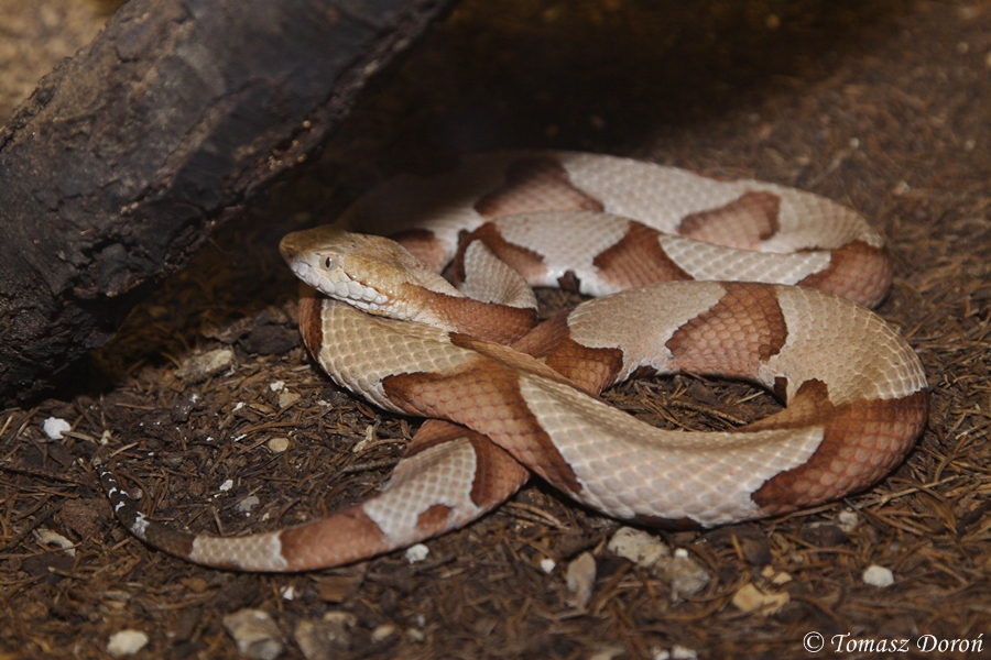Broad-banded Copperhead (Agkistrodon contortrix laticinctus)