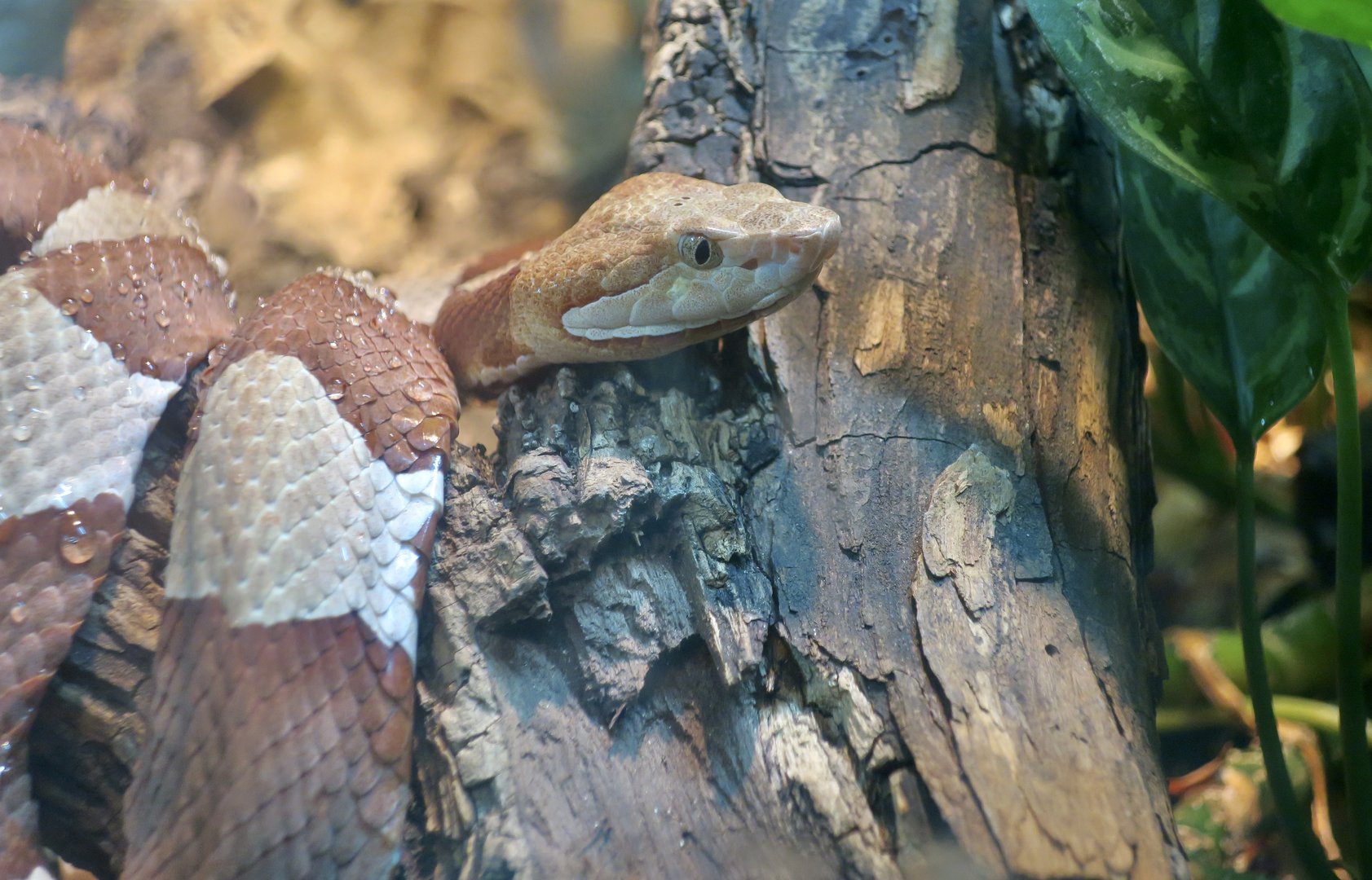 Broad-Banded Copperhead (Agkistrodon laticinctus)