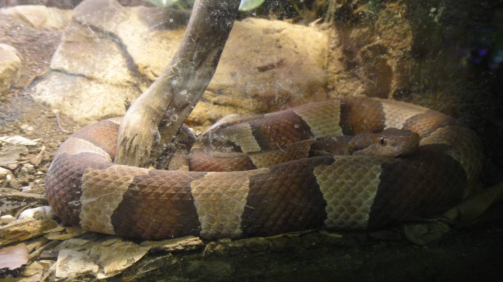 Broad-banded Copperhead at Dallas zoo 2015-03-12