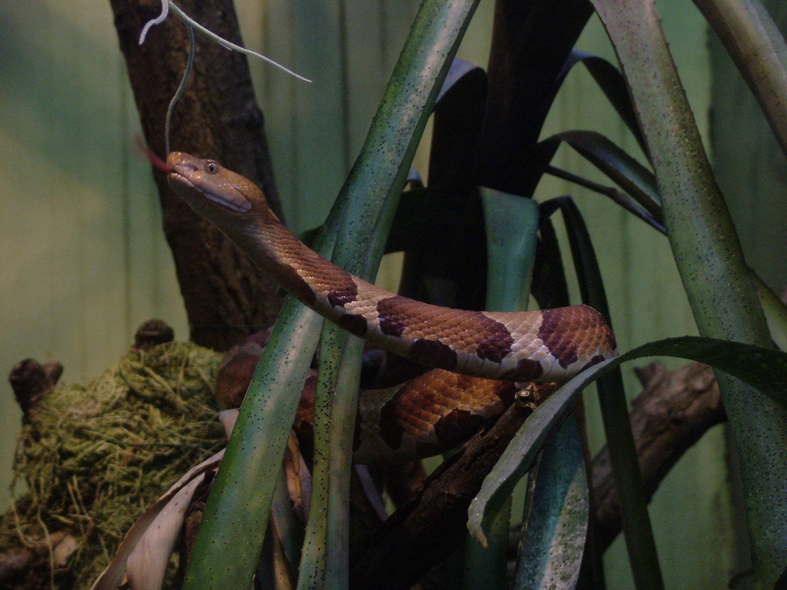 Broad-banded Copperhead at Leipzig, 02/09/11
