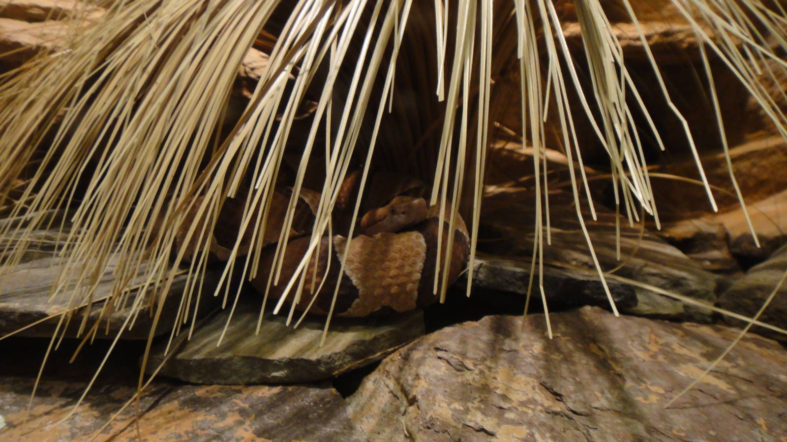 Broad-banded copperhead at Philadelphia zoo 2015-03-08