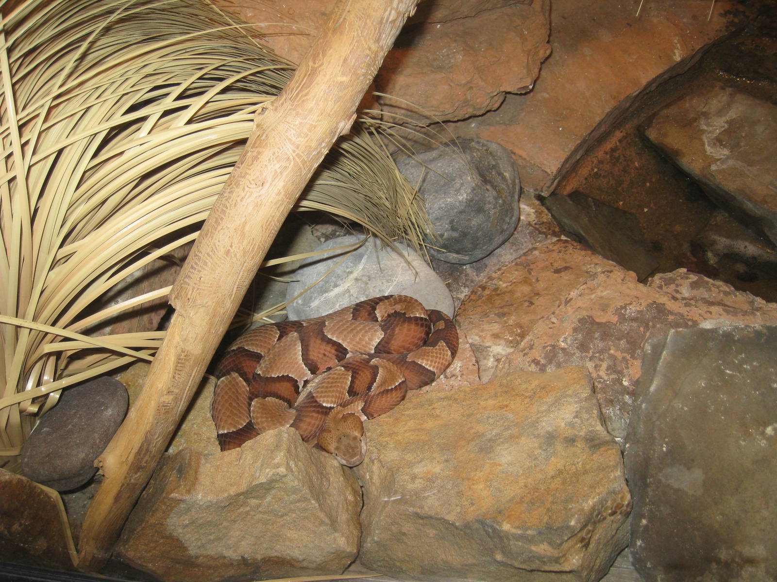 Broad-banded Copperhead